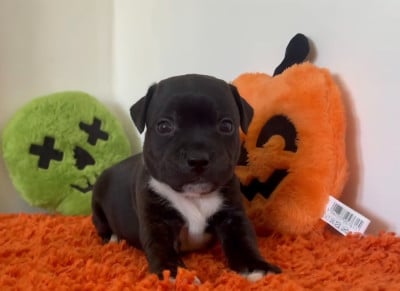 Les chiots de Staffordshire Bull Terrier