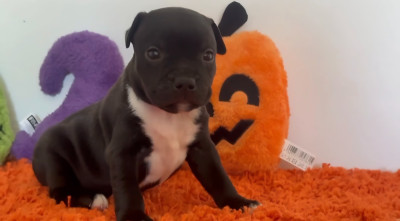 Les chiots de Staffordshire Bull Terrier