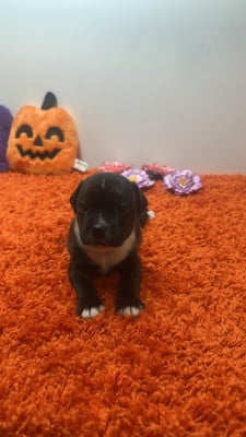 Les chiots de Staffordshire Bull Terrier