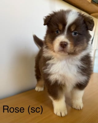 Les chiots de Berger Australien