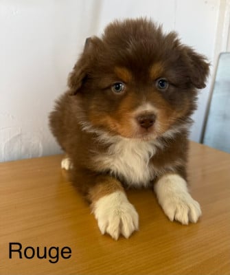Les chiots de Berger Australien