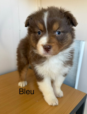 Les chiots de Berger Australien