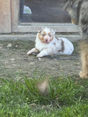 Les chiots de Berger Australien