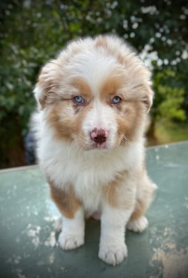 Les chiots de Berger Australien