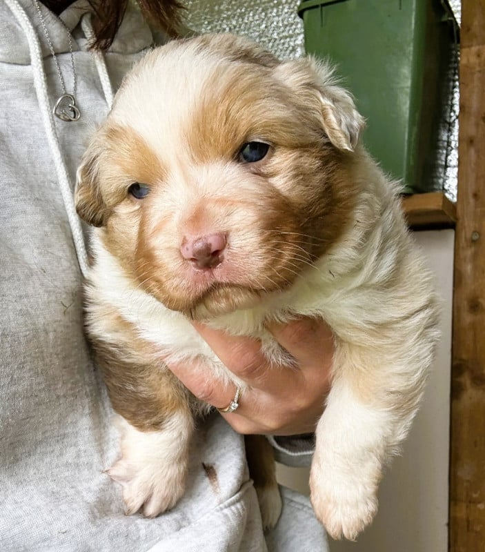 Berger Australien - du Domaine des Australiens