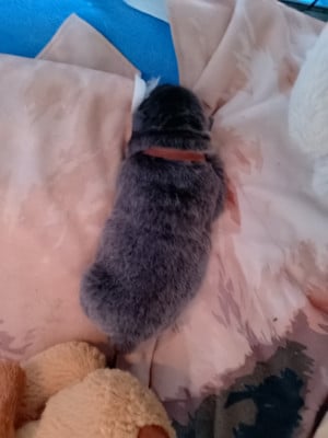 Les chiots de Chow Chow