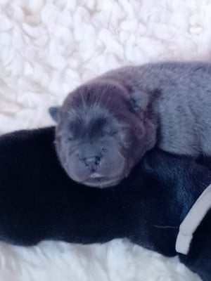 Les chiots de Chow Chow