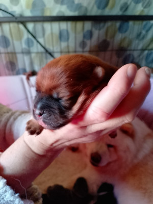 Les chiots de Chow Chow