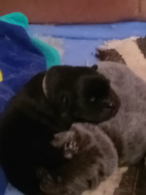 Les chiots de Chow Chow