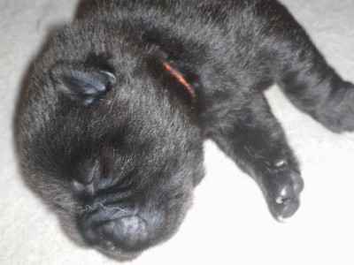 Les chiots de Chow Chow