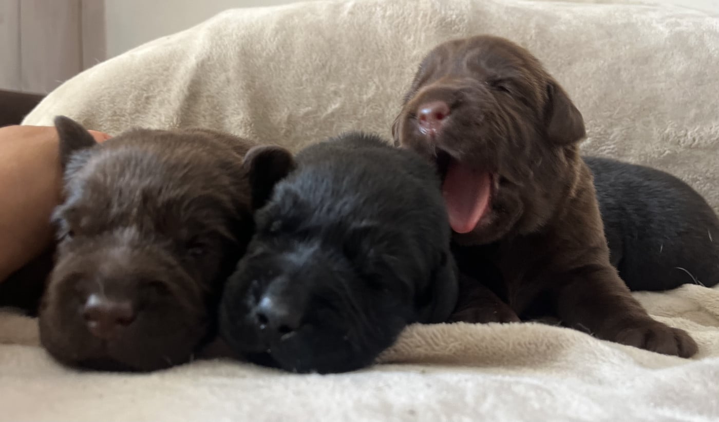 Busy - Labrador Retriever