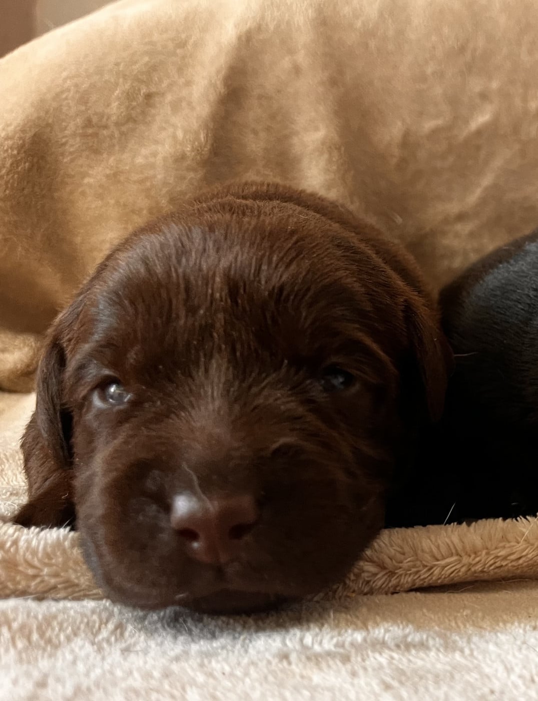 Balista - Labrador Retriever