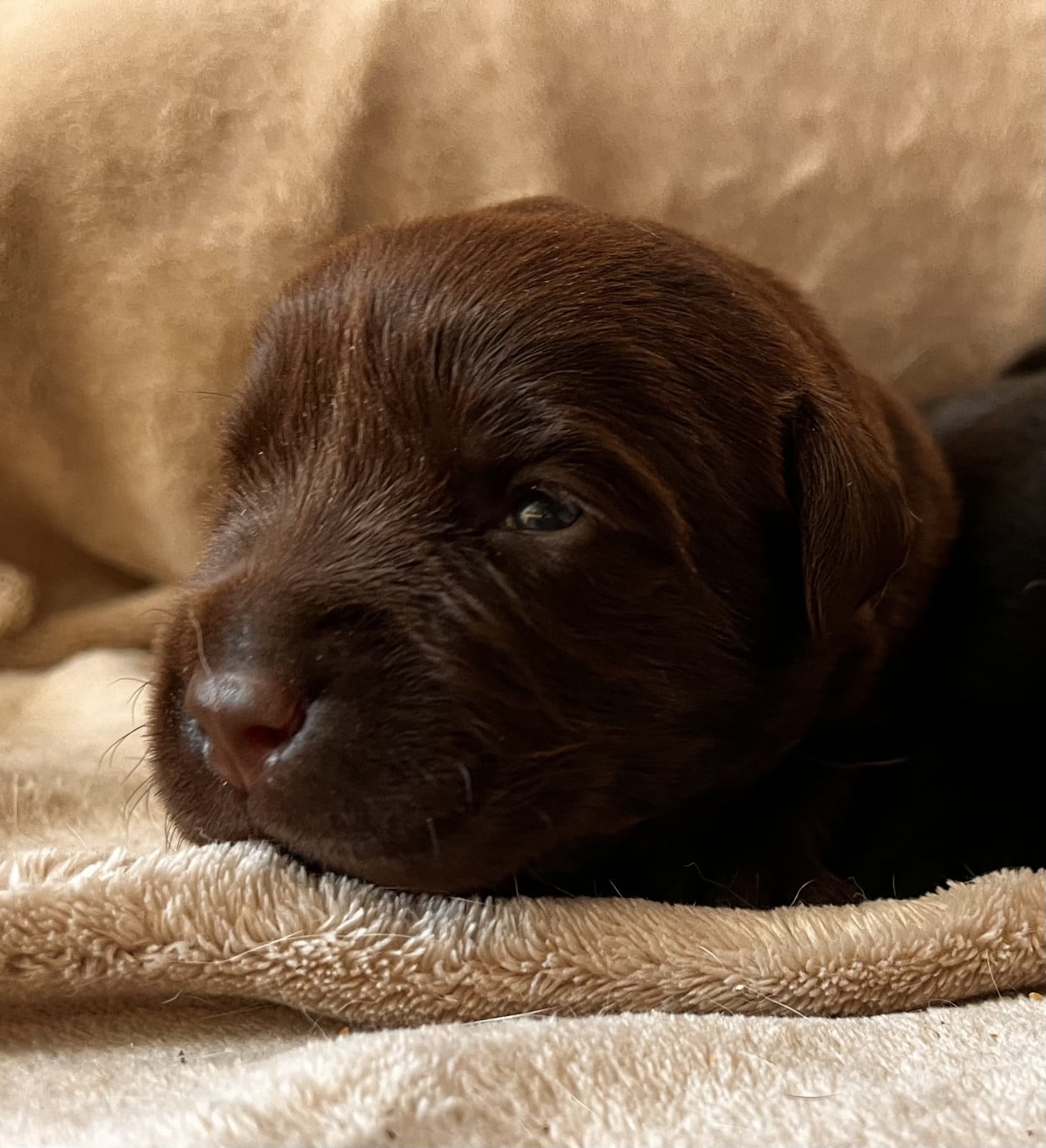 Bountie - Labrador Retriever