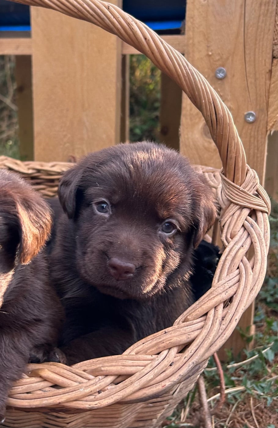 Bluebelle - Labrador Retriever
