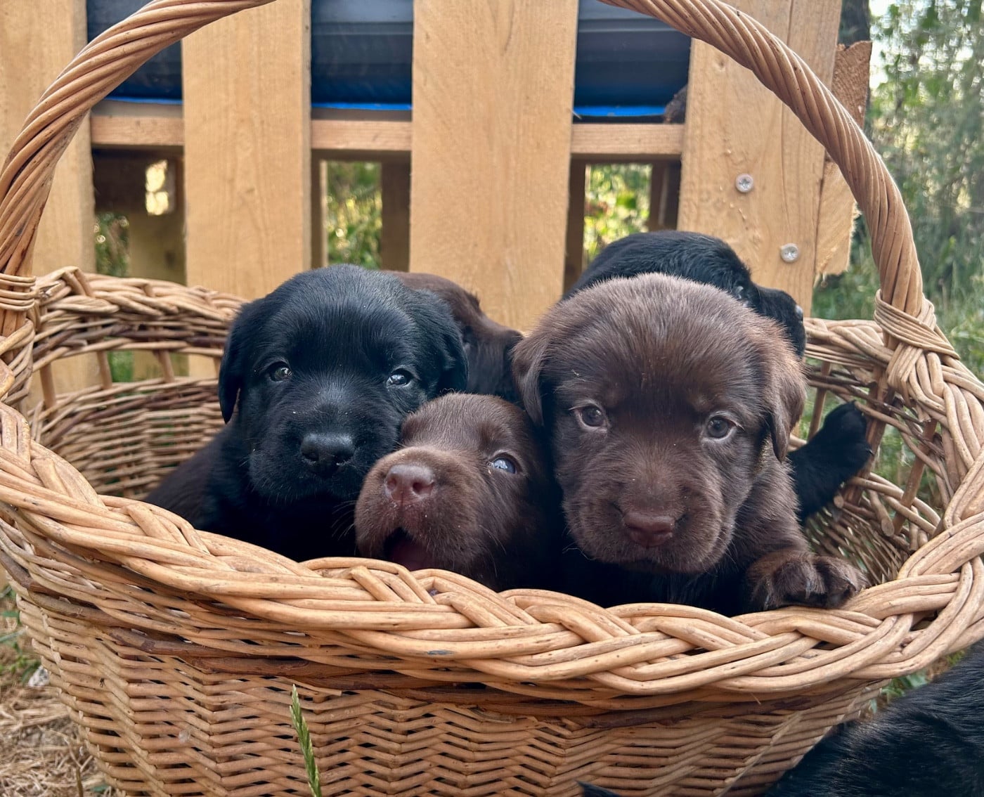 Balisto - Labrador Retriever