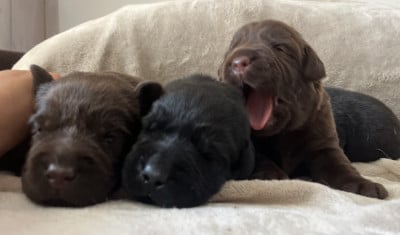 Labrador Retriever