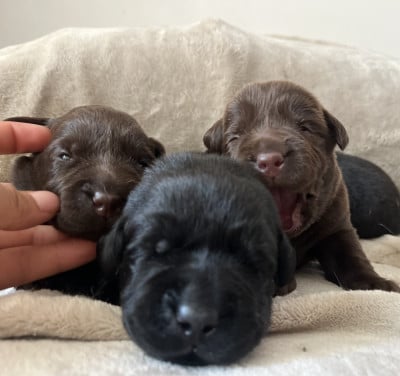 Balisto - Labrador Retriever