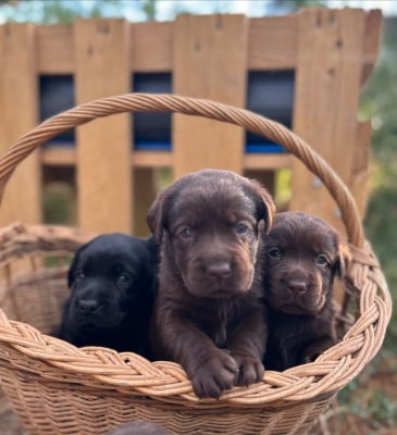 Les chiots de Labrador Retriever