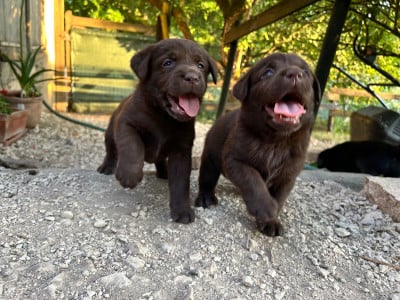 Les chiots de Labrador Retriever