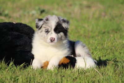 Les chiots de Border Collie