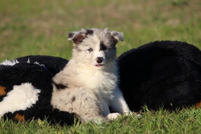 Les chiots de Border Collie