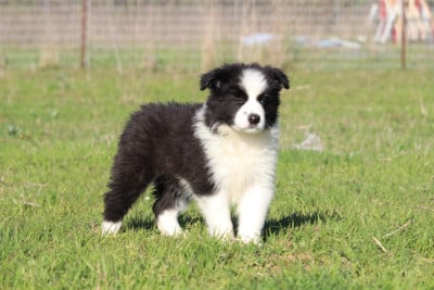 Les chiots de Border Collie