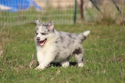 Les chiots de Border Collie