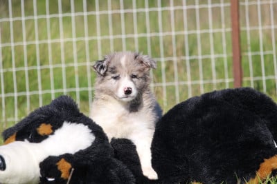 Les chiots de Border Collie