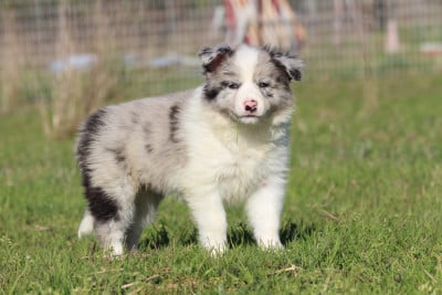 Les chiots de Border Collie