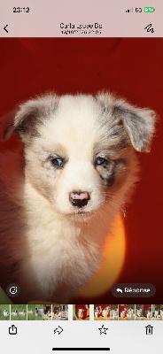 Les chiots de Border Collie