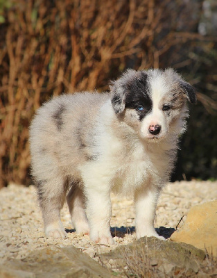 Les chiots de Border Collie