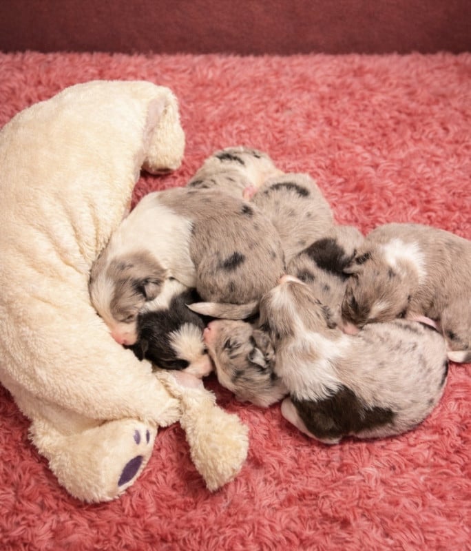 Border Collie - Des Terres D'Emmatchou