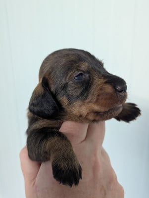 Les chiots de Teckel poil dur