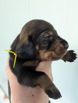 Les chiots de Teckel poil dur