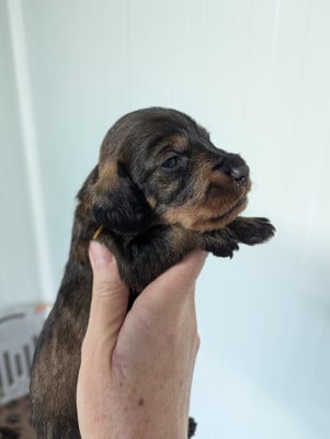 Les chiots de Teckel poil dur