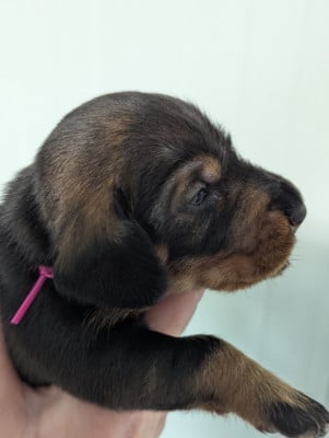 Les chiots de Teckel poil dur