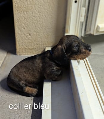 Les chiots de Teckel poil dur
