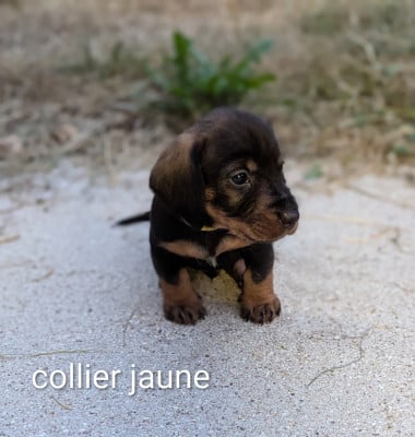 Les chiots de Teckel poil dur