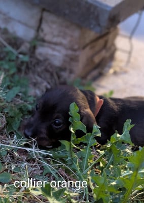 Les chiots de Teckel poil dur