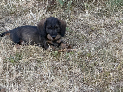 Les chiots de Teckel poil dur
