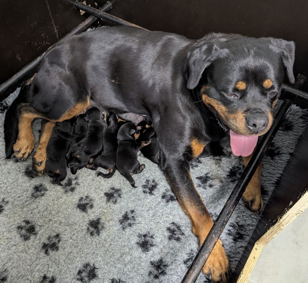 Rottweiler - Des Orchidées Du Val Saint Evre