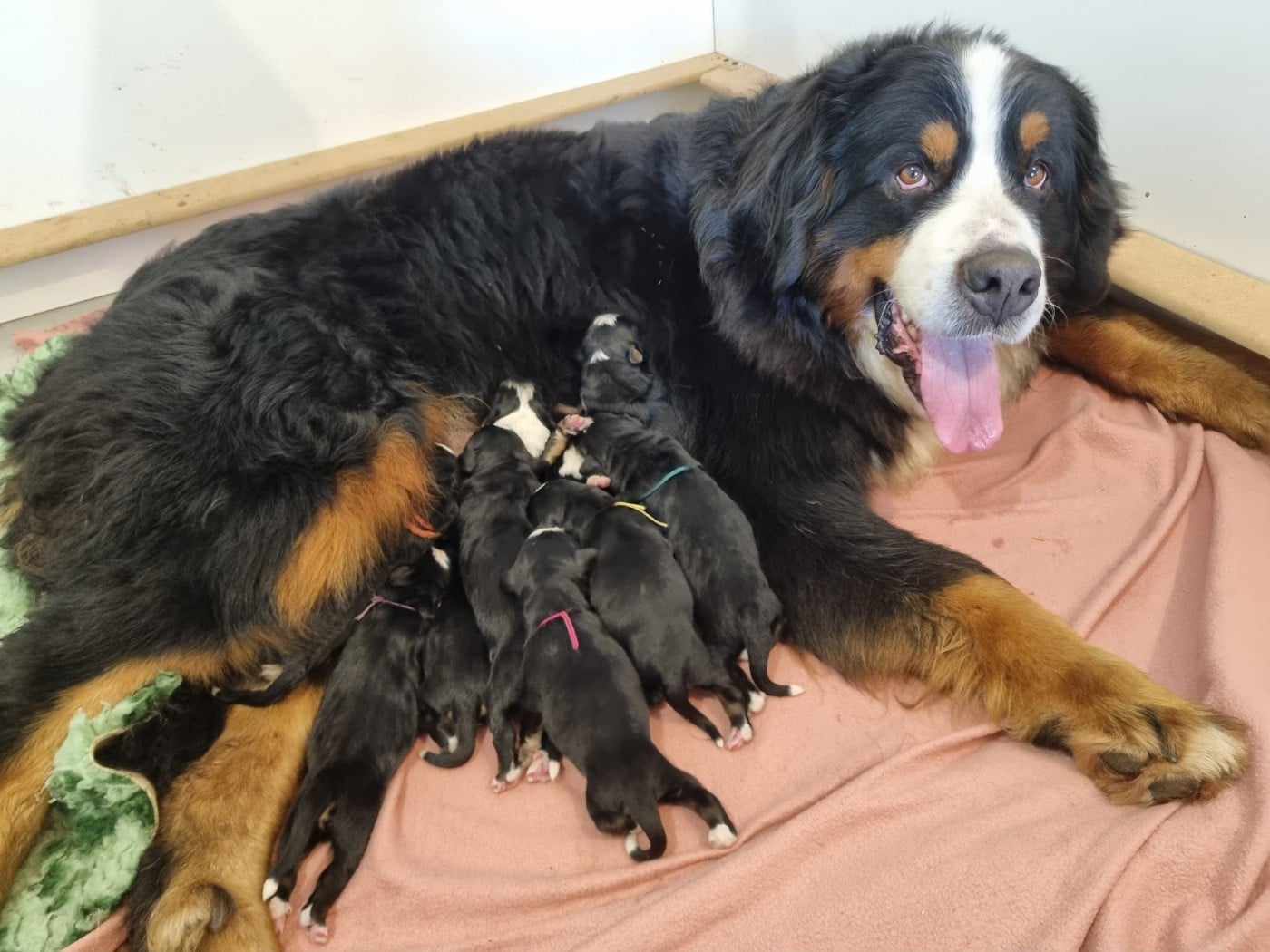 Bouvier Bernois - Des Mille Et Une Moustaches