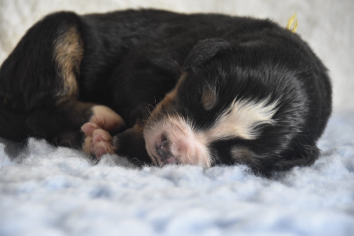 Mlle Jaune - Bouvier Bernois