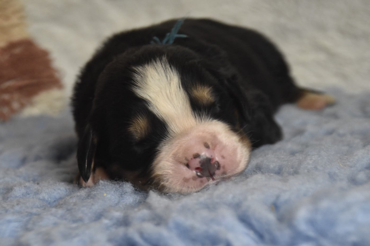 Mr Bleu Canard - Bouvier Bernois