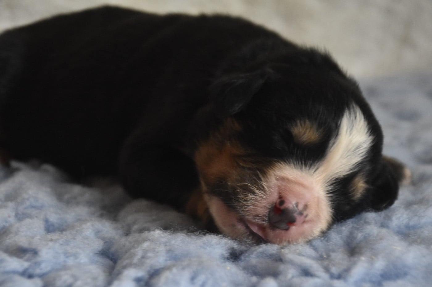 Mr Gris - Bouvier Bernois