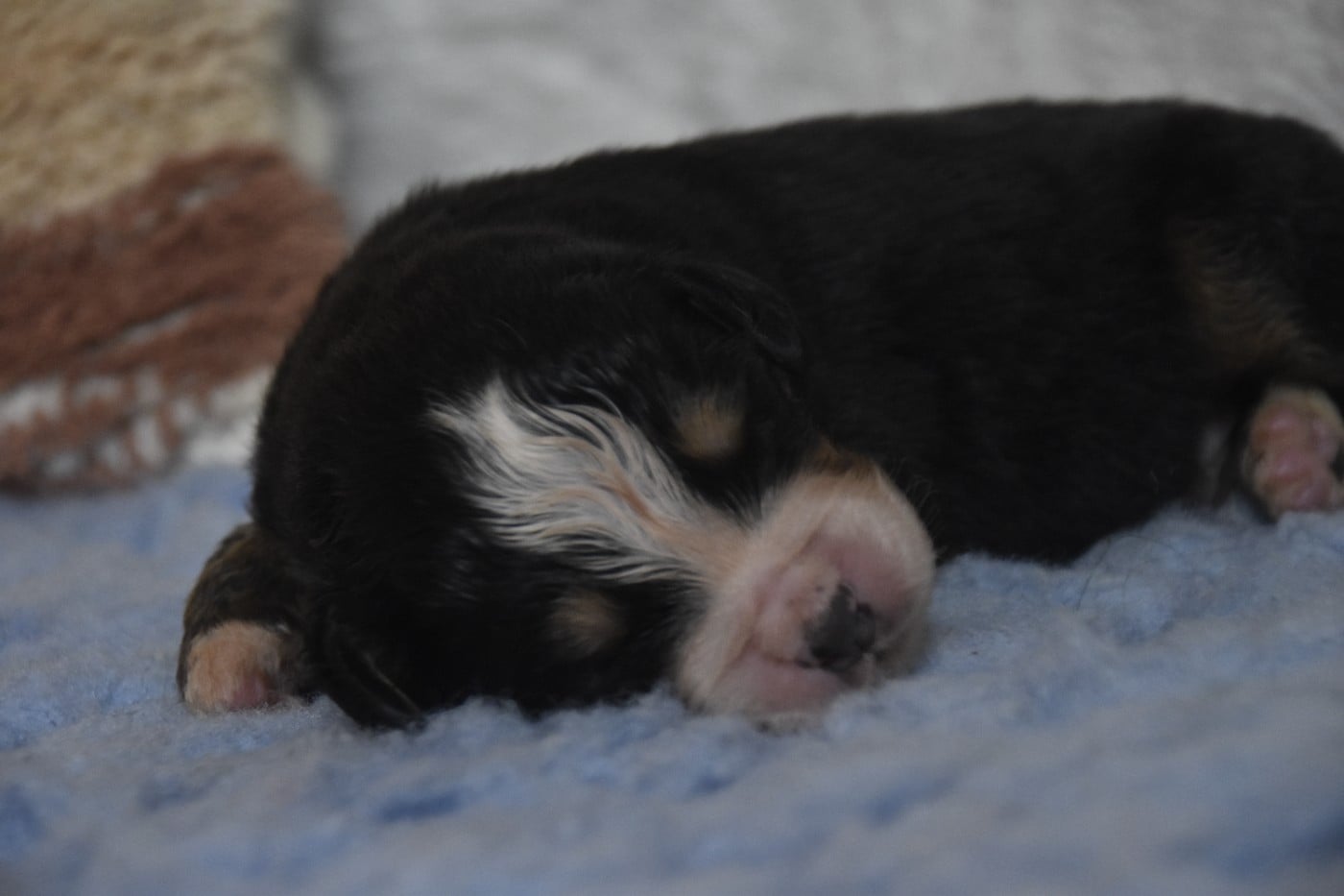 Mr Violet - Bouvier Bernois