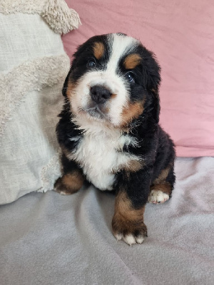 Les chiots de Bouvier Bernois