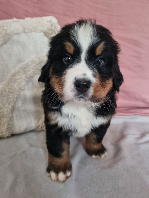 Les chiots de Bouvier Bernois