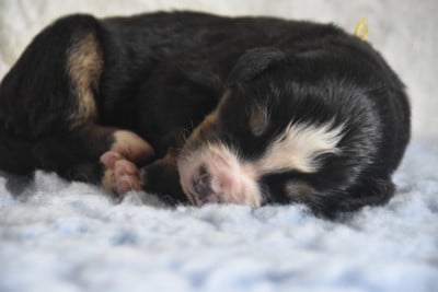 Les chiots de Bouvier Bernois