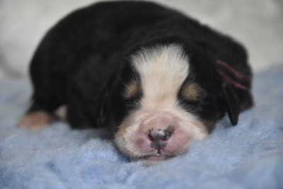 Les chiots de Bouvier Bernois